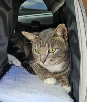 Cassim -  Domestic Short Hair Cat for Adoption in Chamblee, Georgia - Cassim | PetCurious