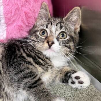 Amber - 52914 -  Domestic Short Hair Cat for Adoption in Columbia, Maryland - Amber - 52914 | PetCurious