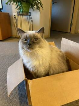 Jazzy -  Siamese Cat for Adoption in Billings, Montana - Jazzy | PetCurious