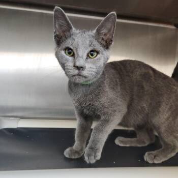 Miley -  Domestic Short Hair Cat for Adoption in Fort Wayne, Indiana - Miley | PetCurious