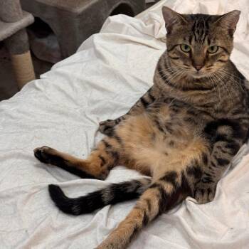 Shishi -  Domestic Short Hair Cat for Adoption in Los Angeles, California - Shishi | PetCurious