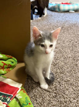 Rescue Domestic Medium Hair Cats for Adoption in Dallas, Texas - Bartholomew | PetCurious