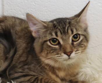 Autumn -  Tabby Cat for Adoption in Euclid, Ohio - Autumn | PetCurious