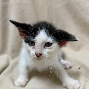 Milky Way -  Domestic Short Hair Cat for Adoption in Donalsonville, Georgia - Milky Way | PetCurious