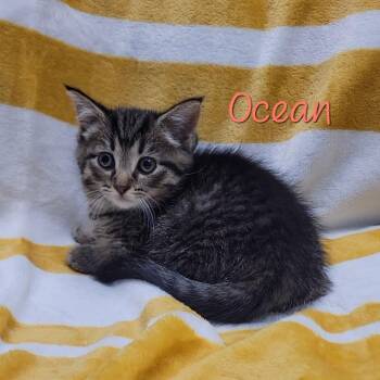 Ocean -  Domestic Short Hair Cat for Adoption in Parkersburg, West Virginia - Ocean | PetCurious