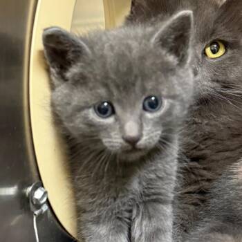 Domestic Short Hair Cats Available for Adoption in Flagstaff, Arizona - Scylla - In Foster! | PetCurious