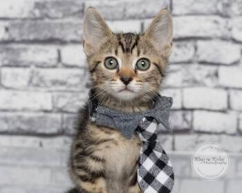 Henry -  Domestic Short Hair and Tabby Cat for Adoption in Tuscaloosa, Alabama - Henry | PetCurious