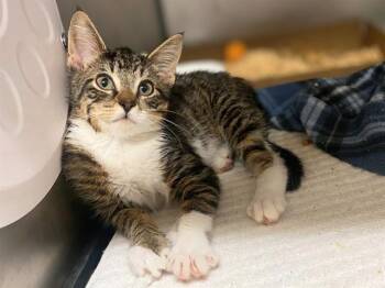 LYRA -  Domestic Short Hair Cat for Adoption in Fort Wayne, Indiana - LYRA | PetCurious