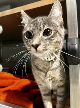 STAR -  Domestic Short Hair Cat for Adoption in San Francisco, California - STAR | PetCurious