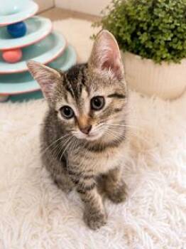 Kona -  Tabby Cat for Adoption in Waxhaw, North Carolina - Kona | PetCurious
