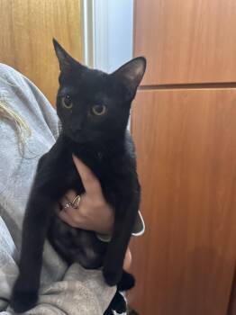 Sneakers (Bev-fostered in New England) -  Domestic Short Hair Cat for Adoption in Brighton, Tennessee - Sneakers (Bev-fostered In New England) | PetCurious