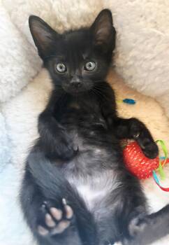 Rescue Domestic Short Hair Cats for Adoption in Huntington Beach, California - Hudson | PetCurious