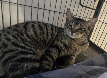 Domestic Short Hair Cats Available for Adoption in Dickson, Tennessee - Dirk | PetCurious