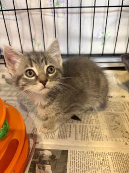 Domestic Short Hair Cats Available for Adoption in Cincinnati, Ohio - Squab | PetCurious