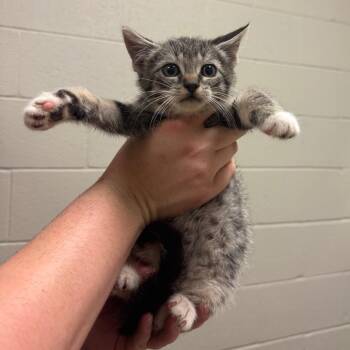 Dipper -  Domestic Short Hair Cat for Adoption in Bristol, Indiana - Dipper | PetCurious
