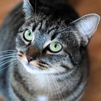 Cece - Home to Home -  Domestic Short Hair Cat for Adoption in South Elgin, Illinois - Cece - Home To Home | PetCurious