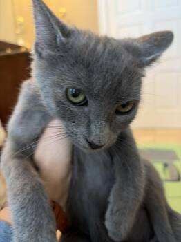 Thatcher -  American Shorthair Cat for Adoption in Tampa, Florida - Thatcher | PetCurious
