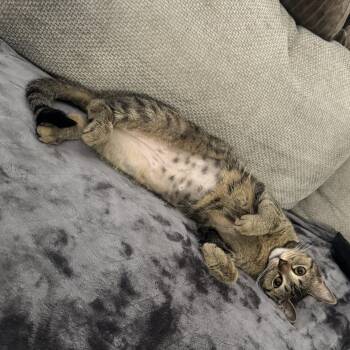 Domestic Short Hair Cats Available for Adoption in Tampa, Florida - Simmi | PetCurious