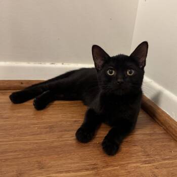 Nova -  Domestic Short Hair Cat for Adoption in East Northport, New York - Nova | PetCurious