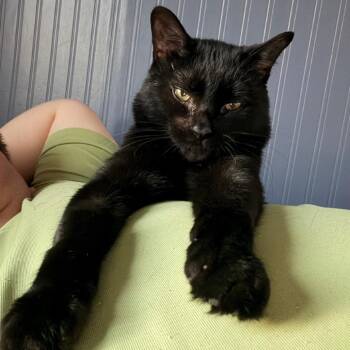 Rescue Domestic Short Hair Cats for Adoption in Puslinch, Ontario - Orzo | PetCurious