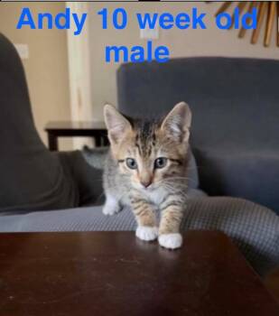 Andy -  Domestic Short Hair Cat for Adoption in Mustang, Oklahoma - Andy | PetCurious