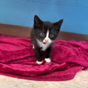 Catwoman -  Domestic Short Hair Cat for Adoption in Roxboro, North Carolina - Catwoman | PetCurious
