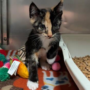 Jellyfish -  Domestic Short Hair Cat for Adoption in Titusville, Florida - Jellyfish | PetCurious