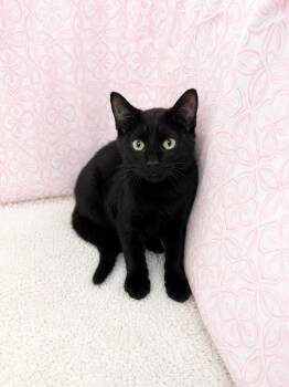 Rampage -  Domestic Short Hair Cat for Adoption in Winnsboro, South Carolina - Rampage | PetCurious