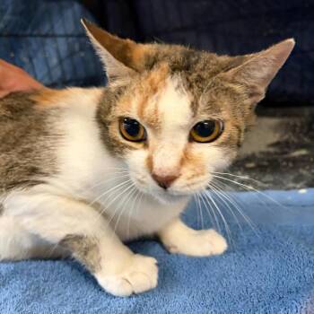 Marci -  Domestic Short Hair Cat for Adoption in Williston, Florida - Marci | PetCurious