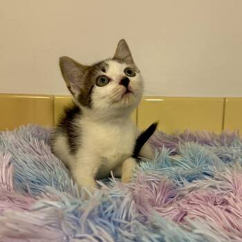 Brucie -  Domestic Short Hair Cat for Adoption in East Hampton, New York - Brucie | PetCurious