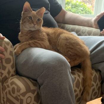 Domestic Short Hair Cats Available for Adoption - Tony | PetCurious