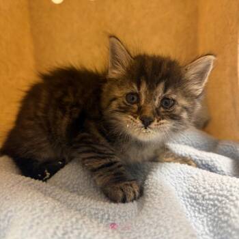 Rhode -  Domestic Medium Hair Cat for Adoption in Reno, Nevada - Rhode | PetCurious