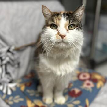 Annie -  Domestic Long Hair Cat for Adoption in Bountiful, Utah - Annie | PetCurious