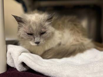 LOVE -  Domestic Medium Hair Cat Available for Adoption in Aliquippa, Pennsylvania - LOVE | PetCurious