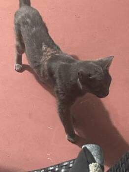 GIZMO -  Russian Blue and Domestic Short Hair Cat Available for Adoption in West Palm Beach, Florida - GIZMO | PetCurious