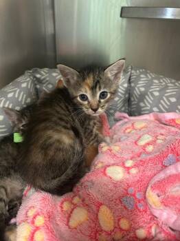 Domestic Short Hair Cats Available for Adoption in Mineral, Virginia - Zephyr-blue | PetCurious