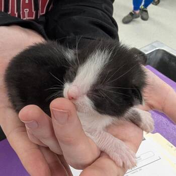 Domestic Short Hair Cats Available for Adoption in Indianapolis, Indiana - Phinneas | PetCurious