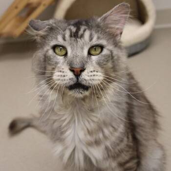 Heneri -  Maine Coon Cat for Adoption in Champaign, Illinois - Heneri | PetCurious