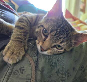 Branch -  Domestic Short Hair Cat for Adoption in Mokena, Illinois - Branch | PetCurious