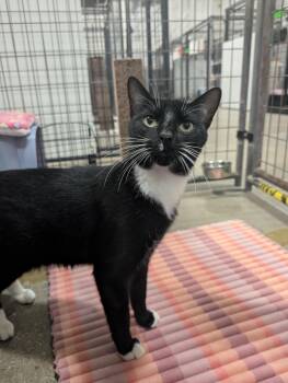 McLaren -  Domestic Short Hair Cat for Adoption in Columbus, Ohio - McLaren | PetCurious