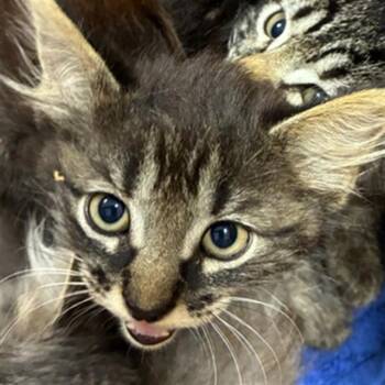 KAYDA -  Domestic Medium Hair Cat for Adoption in Palmetto, Florida - KAYDA | PetCurious