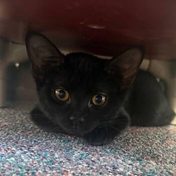 Cherry -  Domestic Short Hair Cat for Adoption in Buffalo, New York - Cherry | PetCurious