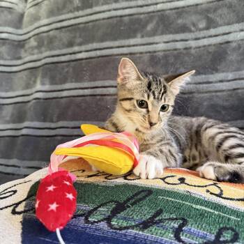 Willow -  Tabby Cat for Adoption in Wyandotte, Michigan - Willow | PetCurious