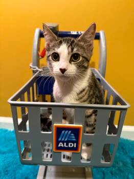 Rescue Domestic Short Hair Cats for Adoption in Jackson, Georgia - Helly R | PetCurious