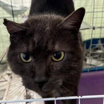 Domestic Short Hair Cats Available for Adoption in Washington, District Of Columbia - Ube (FKA Nico) | PetCurious