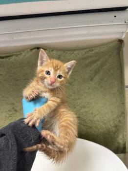 Domestic Short Hair Cats Available for Adoption in Riverside, California - MASON | PetCurious