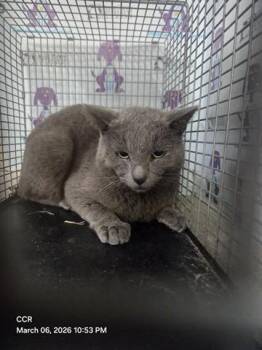 Domestic Short Hair Cats Available for Adoption - A591455 | PetCurious