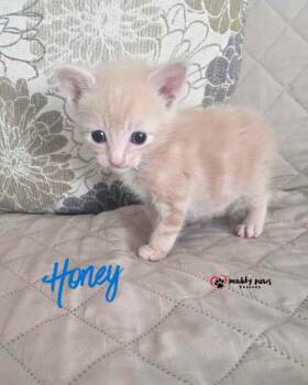 Sugar House Kittens:  Honey -  Domestic Short Hair Cat for Adoption in Council Bluffs, Iowa - Sugar House Kittens:  Honey | PetCurious