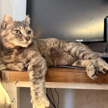 Domestic Short Hair Cats Available for Adoption in Coos Bay, Oregon - Macie | PetCurious