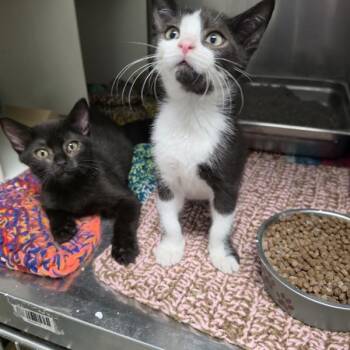 Jack -  Domestic Short Hair Cat for Adoption in Des Moines, Iowa - Jack | PetCurious